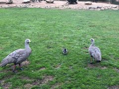 -费瑟代尔野生动物园