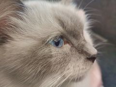 -喵喵咪呀布偶猫咖(春熙路店)