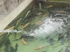 -向外鱼乐·土菜·虹鳟鱼