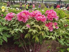 -莲花池公园