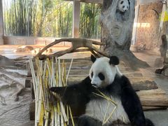 -海南热带野生动植物园