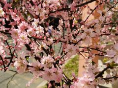 -上海浦东新区民办小白鸽幼儿园