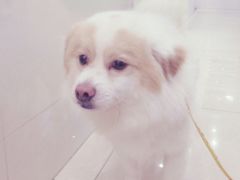 -瑞鹏宠物医院华南总院·夜诊·心脏科·骨科