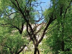 -白水寺森林公园