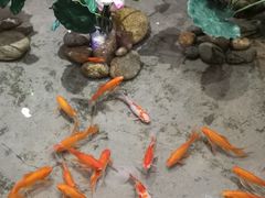 -九田家黑牛烤肉料理(郫都万达檬柏西路店)