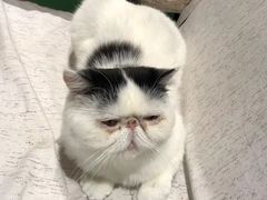 -藏猫猫咖啡主题馆(中央大道店)