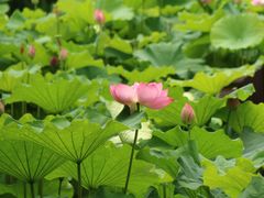 -陈家山荷花公园