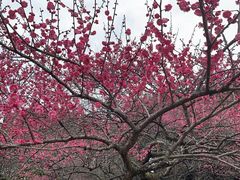 -杭州植物园