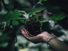 -植觉