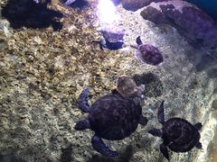 -临沂极地海洋王国