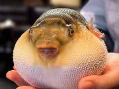 河豚宝宝-永安鱼庄·镇江菜(东吴路店)