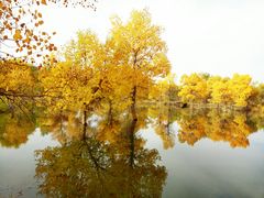 -金塔沙漠胡杨林景区