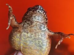 -庆岭迎宾园正宗活鱼馆