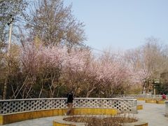 -桃花堤公园