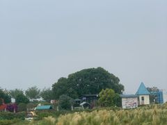 -空港花田景区