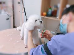 -瑞派宠物医院·24小时骨科·心脏·核磁(哈尔滨南岗店)