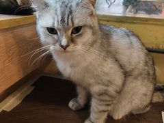 -喵小馆·猫咖狗咖猪咖·饮品店