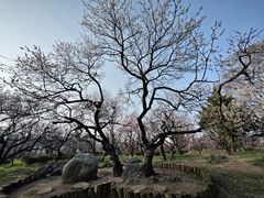 -梅花山(明孝陵内)