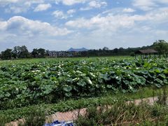 -栖凤渡鱼粉基地凤楚传奇
