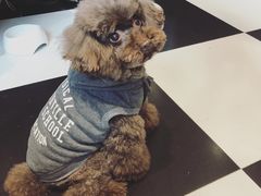 -Oh My Dog宠物沙龙(伊珊娜皮毛护理店)