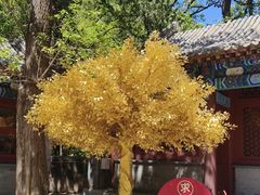 -潭柘寺景区