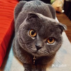 坚果是谁的猫 sAE5JnAwn7VeLv3q-2-cK3ch2bxBaZdz4rJ9AEYt1R6nFkyTec5LXfVc9Lvl-1ZOuzFvxlbkWx5uwqY2qcjixFEuLYk00OmSS1IdNpm8K8sG4JN9RIm2mTKcbLtc2o2vfCF2ubeXzk49OsGrXt_KYDCngOyCwZK-s3fqawWswzk.jpg