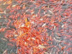 android_upload_pic-普陀山风景名胜区-法雨禅寺