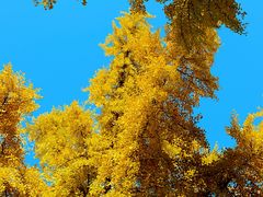 -三里屯东五街银杏大道