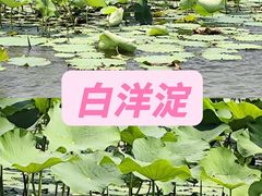 -白洋淀景区