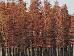 -白鹭湾湿地公园