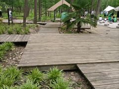 -合肥滨湖国家森林公园