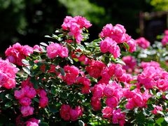 -中国香山·寿香谷