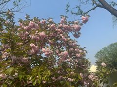 -石家庄市植物园
