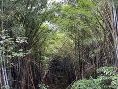 -黄埔油麻山森林公园