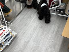 -汪小喵宠物·戴维斯乐芳希施宠馨宝皮毛调理洗护店
