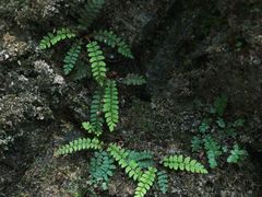 -西岭雪山大飞水景区