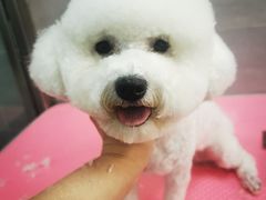 -宠福鑫康馨动物医院·骨科·眼科