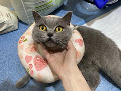 -美联众合动物医院(·中兽医·疑难杂症·严家桥分院)