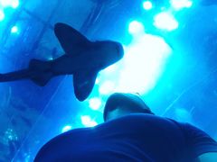 -迪拜水族馆及水下动物园