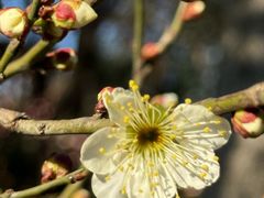 -蓝老大糖粥藕店(双塘路)