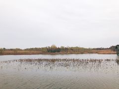 -溱湖国家湿地公园