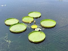 -荷塘月色湿地公园·向阳花洲