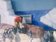 -海合安武汉极地海洋公园