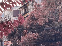 -玉滋補