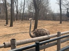 -大连森林动物园