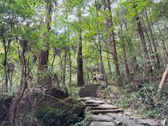 -天目山大树王景区