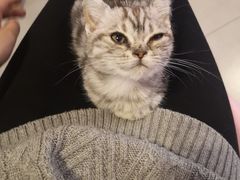 -三花喵·撸猫购宠·宠物生活馆(虹桥南丰城店)