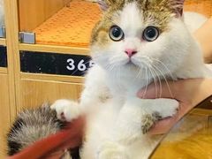 -欣宠猫屋·矮脚拿破仑·蓝金金渐层