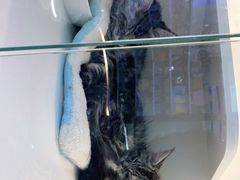 -小猫来了·猫舍(红山六九七九店)