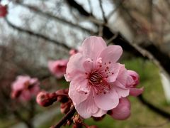 -丰台花园
